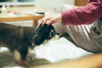 Midsection of woman with dog at home