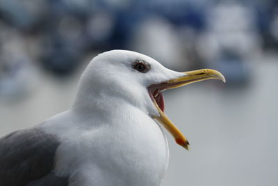 Close-up of seagull with mouth open