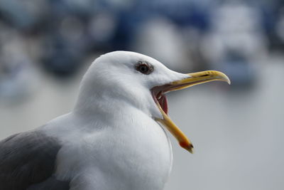 Close-up of seagull against blurred background