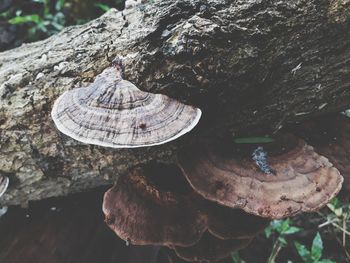 Close-up of shell on rock