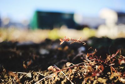 Close-up of dry leaf on field