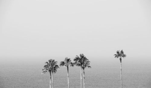 Palm trees against clear sky