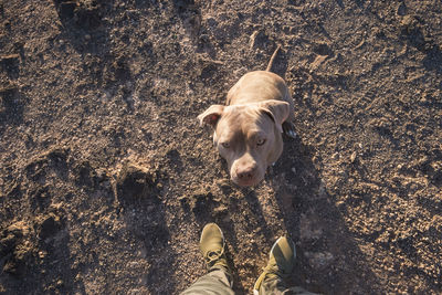 High angle view of dog standing outdoors