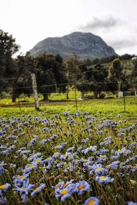 Scenic view of flowering plants and trees on field against sky