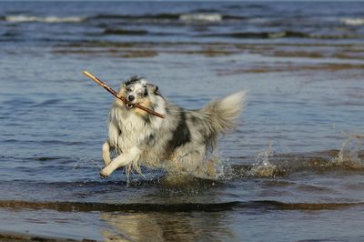 Dog playing fetch in water