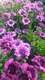 High angle view of pink flowers blooming outdoors
