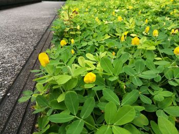 High angle view of yellow flowers blooming outdoors