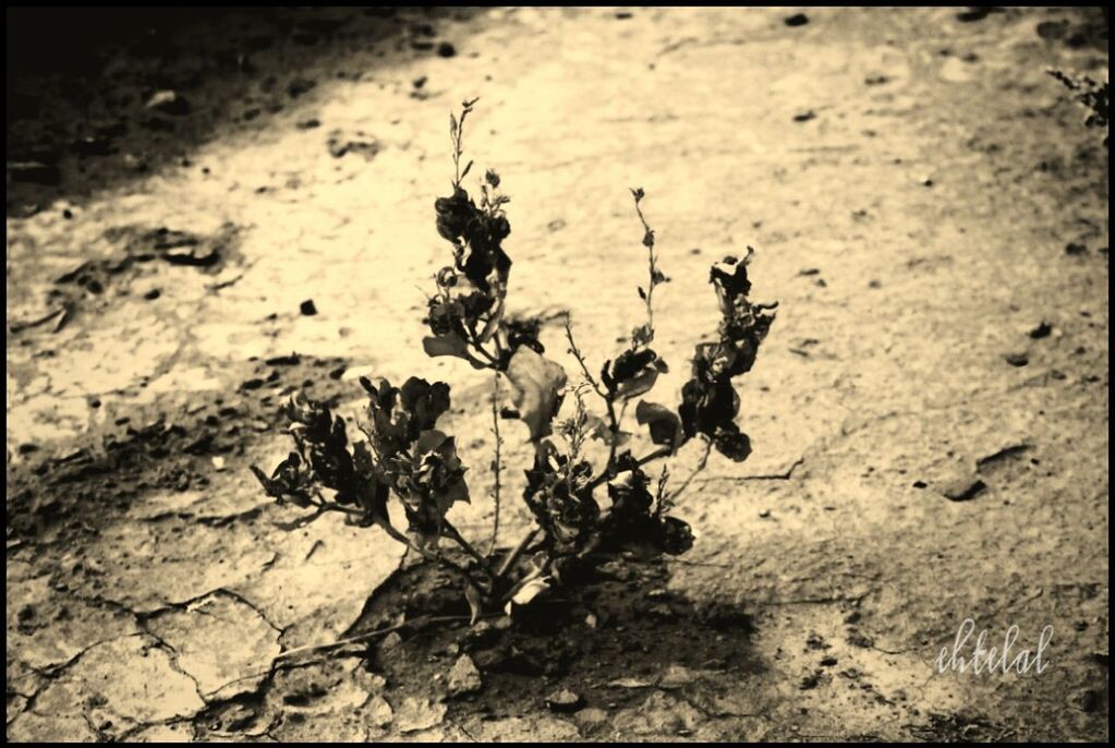 transfer print, auto post production filter, high angle view, nature, dead plant, sand, plant, day, outdoors, sunlight, shadow, rock - object, dirt, growth, field, dry, ground, no people, textured, close-up