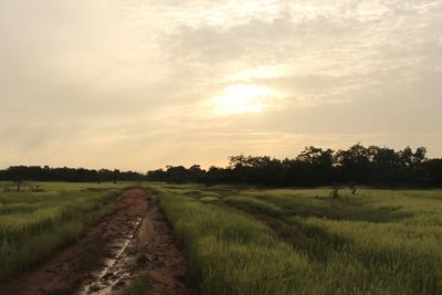 Scenic view of field against sky during sunset