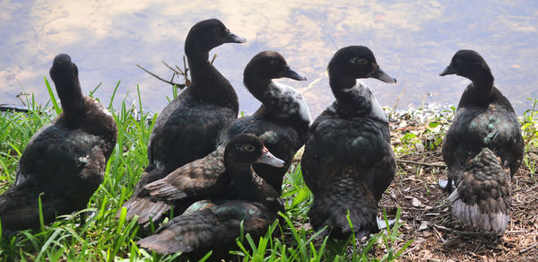 Close-up of ducks on rock