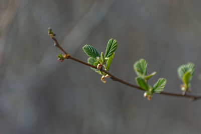 A hazel sprig sprouting green spring leaves, april view