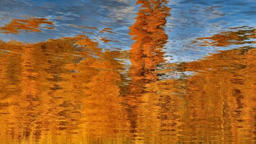 High angle view of trees with reflection in lake