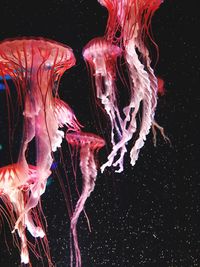 Close-up of jellyfish in sea