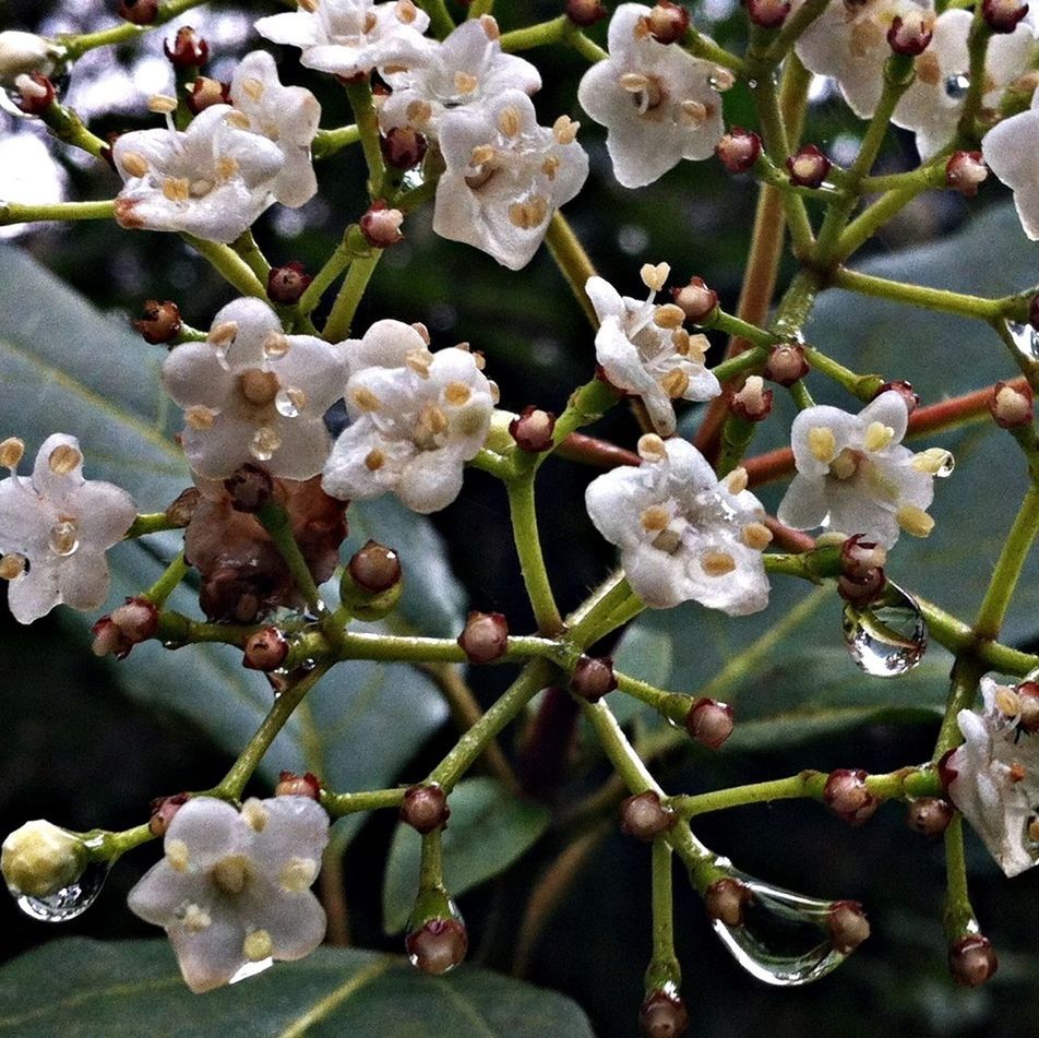 flower, freshness, fragility, growth, petal, white color, beauty in nature, nature, blossom, branch, flower head, close-up, blooming, cherry blossom, focus on foreground, in bloom, plant, cherry tree, leaf, tree