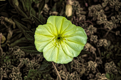 High angle view of green leaf on plant