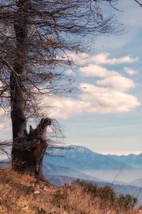 Close-up of tree against sky