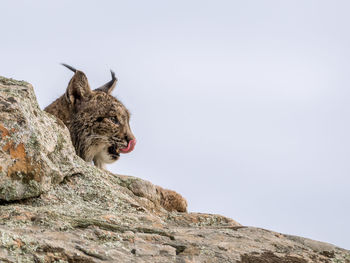 Low angle view of iberian lynx on rock at donana national park