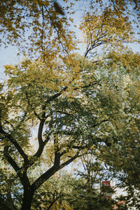 Low angle view of trees against sky