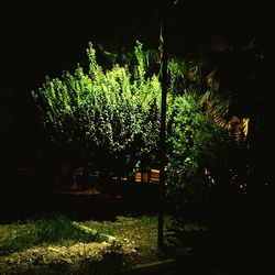 Plants against trees at night