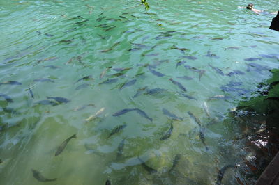 High angle view of ducks swimming in pond