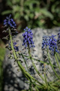 Close-up of purple flowering plant