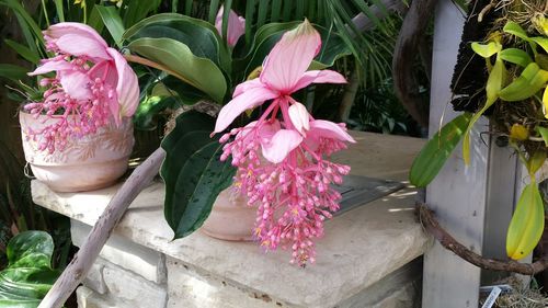 Close-up of pink flower