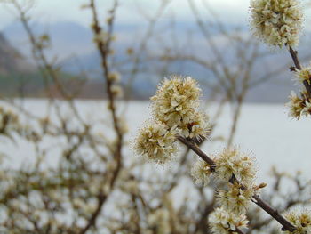 Close-up of white flowers on branch