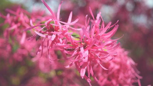 Close-up of pink flowers blooming outdoors