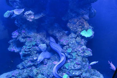 Close-up of jellyfish swimming in sea