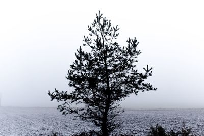 Tree by sea against clear sky