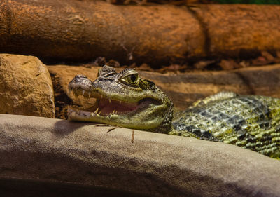 Close-up of lizard on rock in zoo