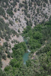 High angle view of stream amidst trees in forest