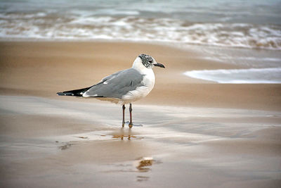 Seagull on beach