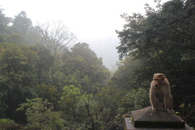 Monkey on stone structure against trees