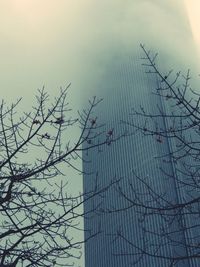 Bare tree against sky