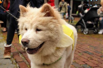 Close-up of a dog looking away