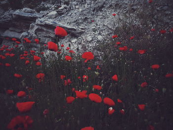 Close-up of red poppy flowers on field