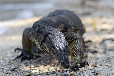 Close-up of lizard on beach