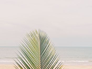 Palm tree by sea against sky