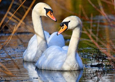 Swan swimming in lake