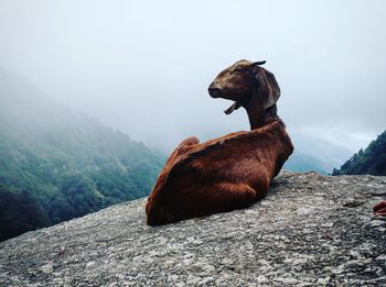 Goat relaxing on rock during foggy weather
