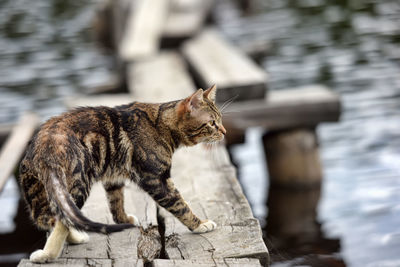 Close-up of a cat looking away