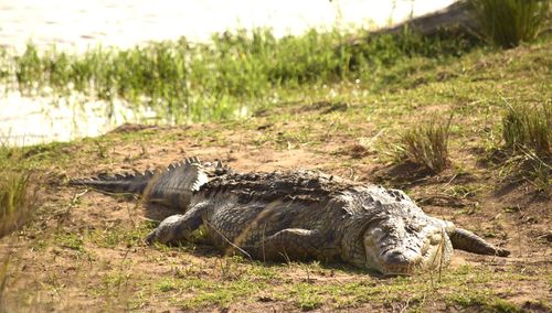 Close up full length forward facing crocodile on riverbank