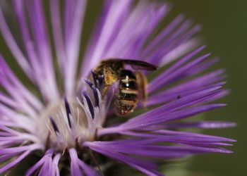 Close-up of insect pollinating on purple flower