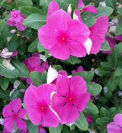 Close-up of pink flowers in park