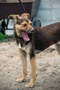 Close-up of dog