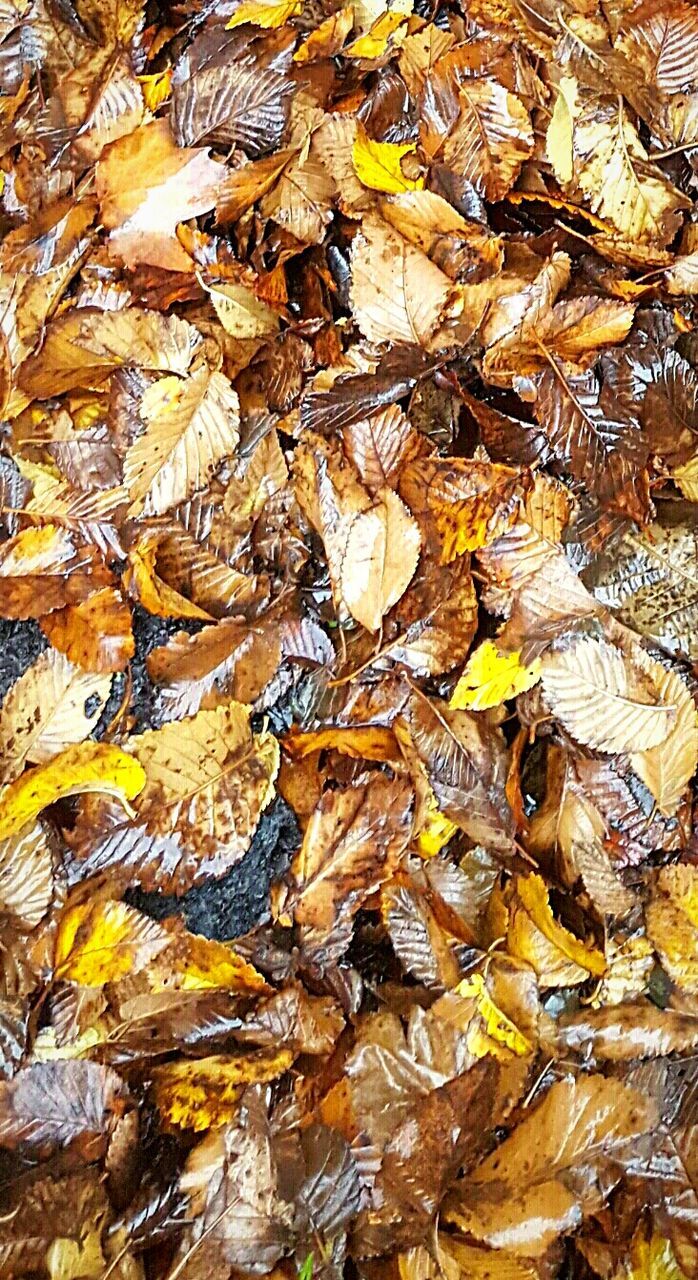 FULL FRAME SHOT OF LEAVES ON GROUND