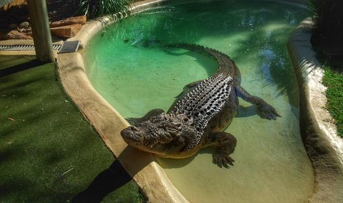 Close-up of crocodile in water