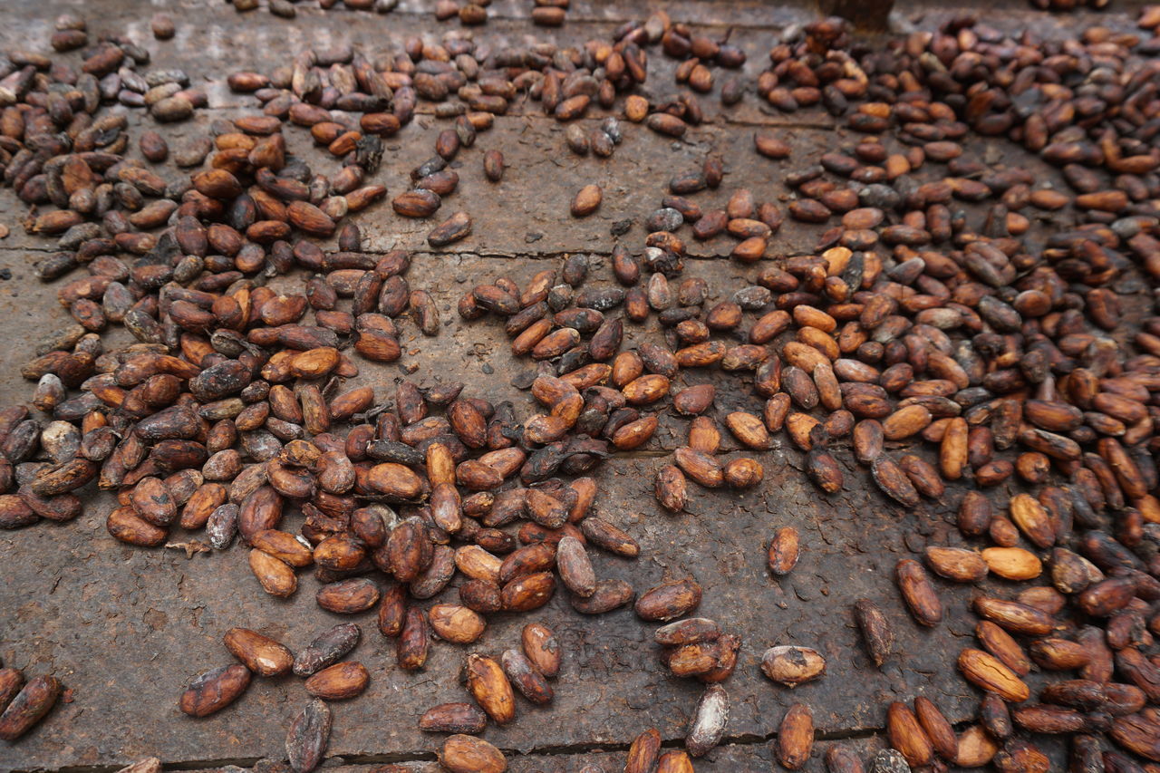 Raw cacao beans