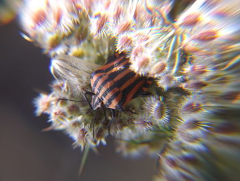 Close-up of flower against blurred background